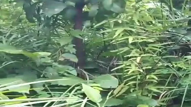 Watch Hot Local Desi Village Girl Hardcore Jungle Fuck with Desi BF - জঙ্গলে গ্রামের মেয়েকে চুদে পাগল করে দিলো তার প্রেমিক 🔥 full viral video leaked