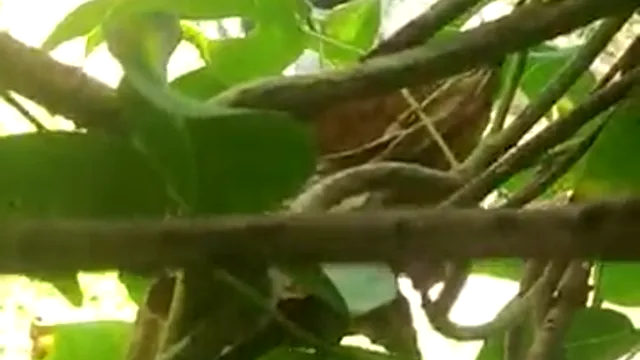 Watch Secret Indian Couple Park Romantic Kissing Caught on Camera - পার্কে গোপনে চুমু আর আদর করা ভারতীয় কাপলের গরম ভিডিও 🔥 full viral video leaked BD