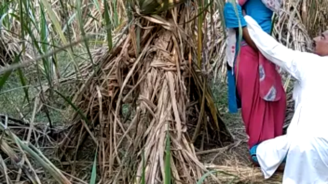 Watch Watch Desi BF GF Indian Village Jungle Local Sex Viral XXX Video - হট জঙ্গলে চুদাচুদি করে ভাইরাল করে দিলো 🔥 full viral video leaked